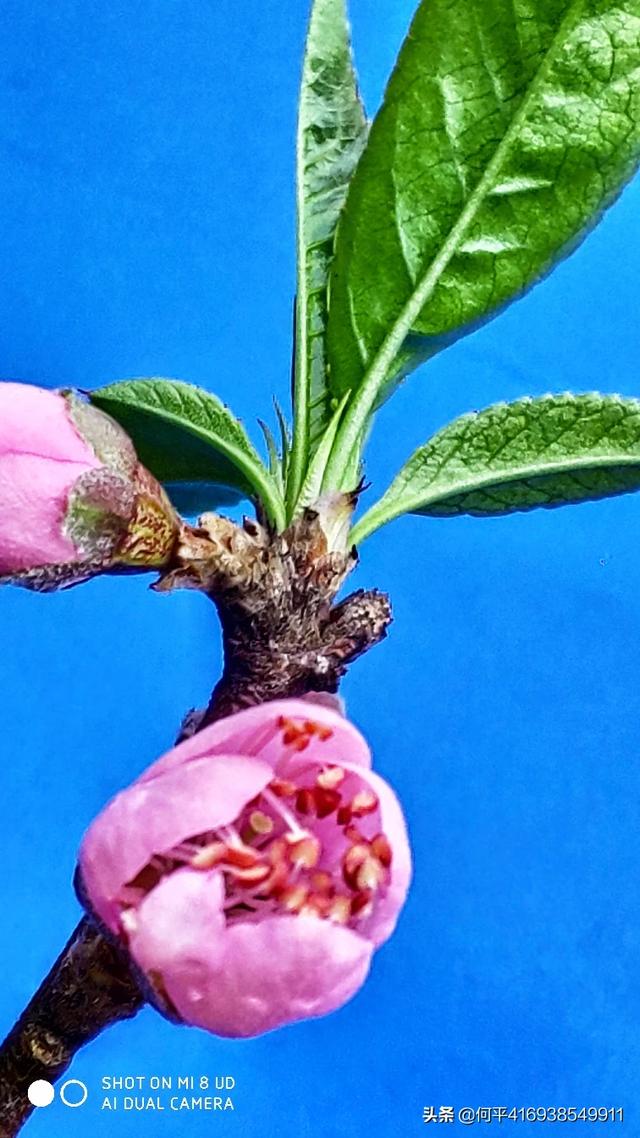 鲜花照片
:春季出去手机拍照，分享一下你手机拍的花和风景照可以吗？