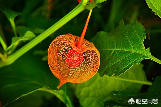 植物照片
:春天摄影，怎么把一些小植物，拍好看？