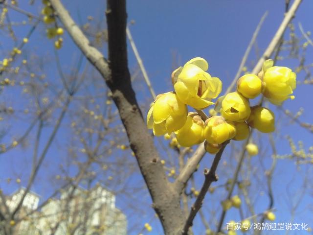 梅花特点(梅花特点四个字形容)