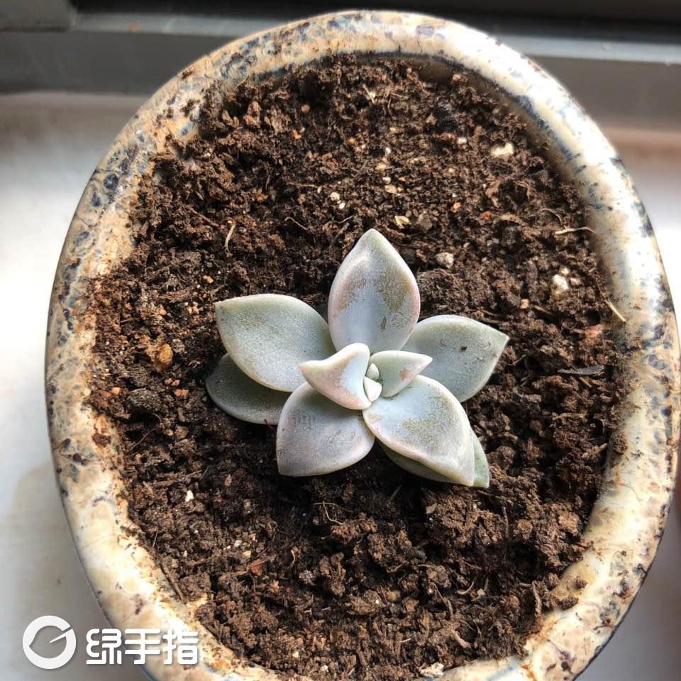 姬胧月锦(姬胧月多肉植物的养殖方法)