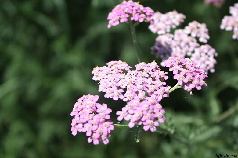 蜂室花(蜂室花开花图片)