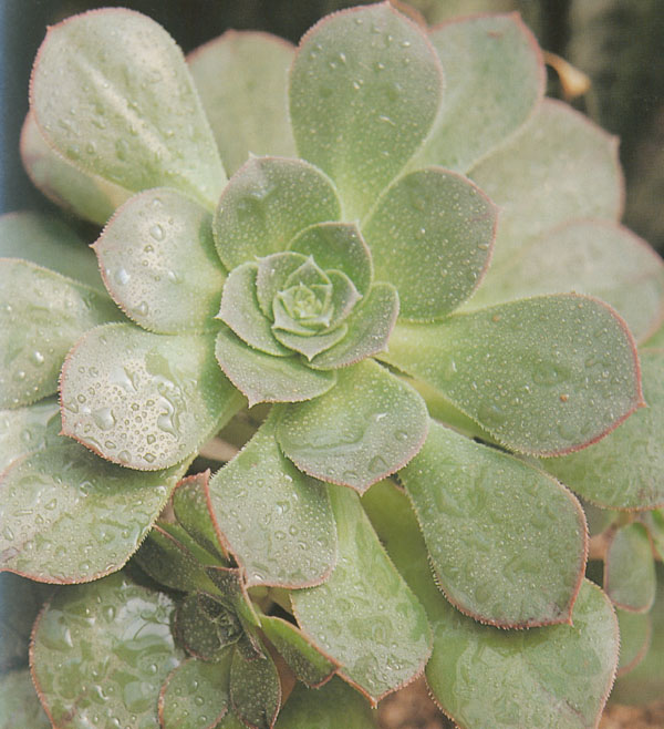 莲花掌(家里养莲花掌的寓意)