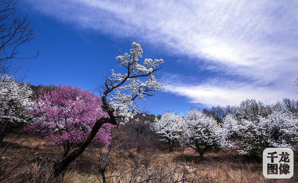 杏花花期(石榴花期)