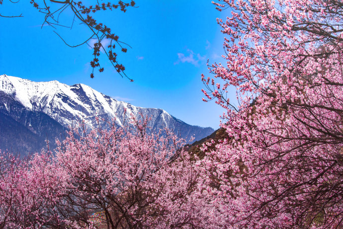 桃花的样子(桃花的寓意和象征)