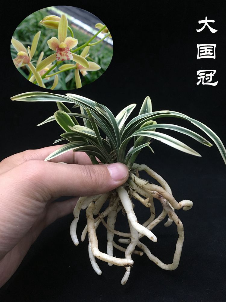 新手种兰花(兰花用水苔包根种好不好)