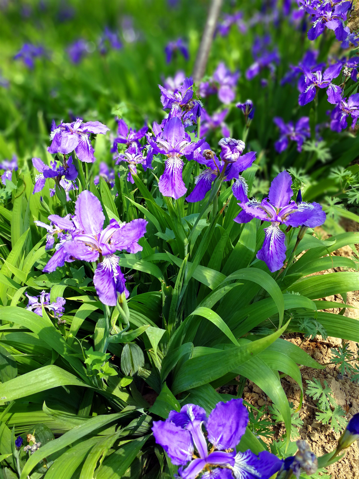 耐寒宿根花卉(喜阴耐寒的室外植物)