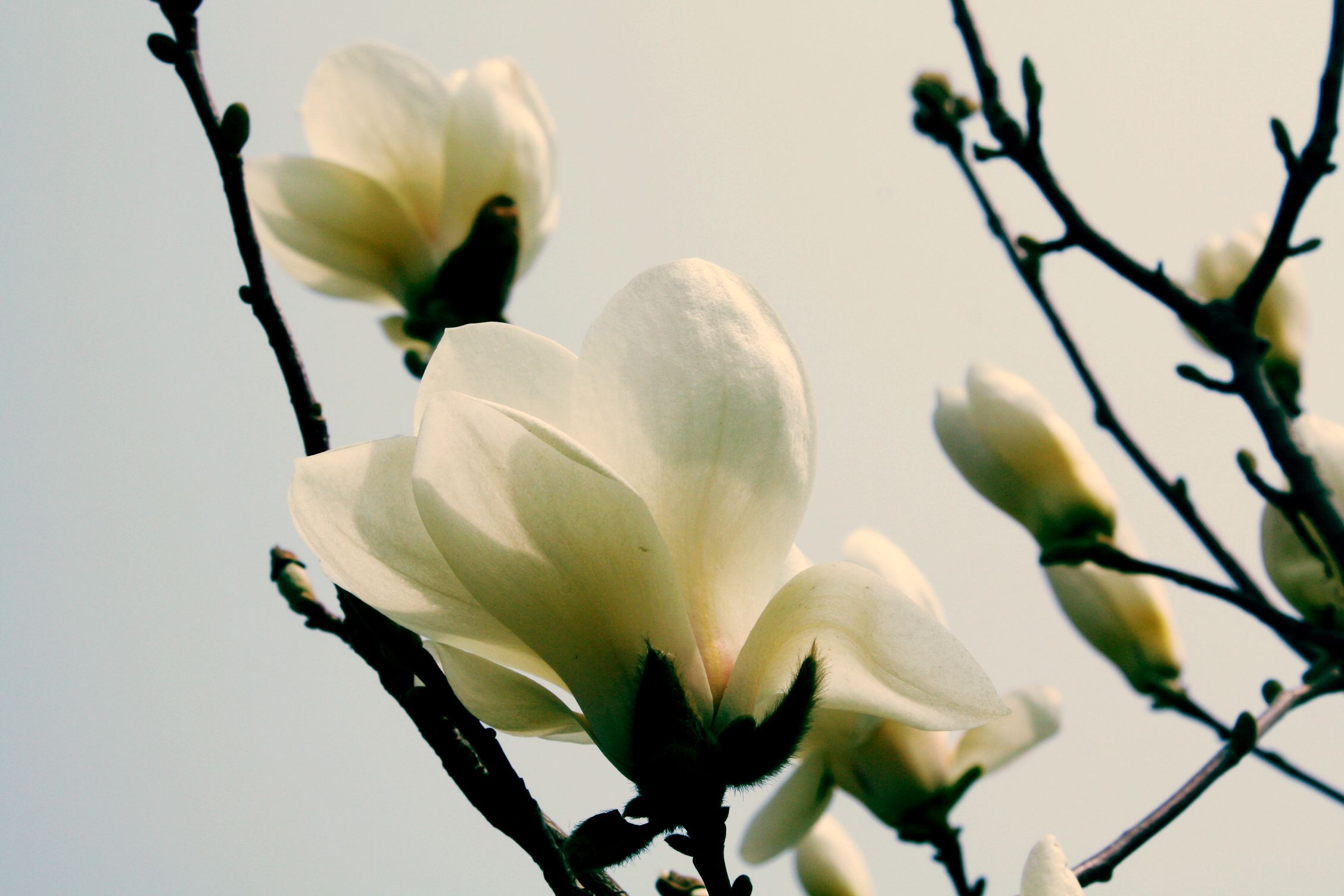 开白花的树(白花重瓣木槿)