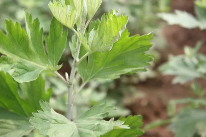 田艾草图片(田艾棉煮水喝的功效)