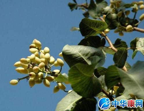 开心果树长什么样子(夏威夷果树图片)