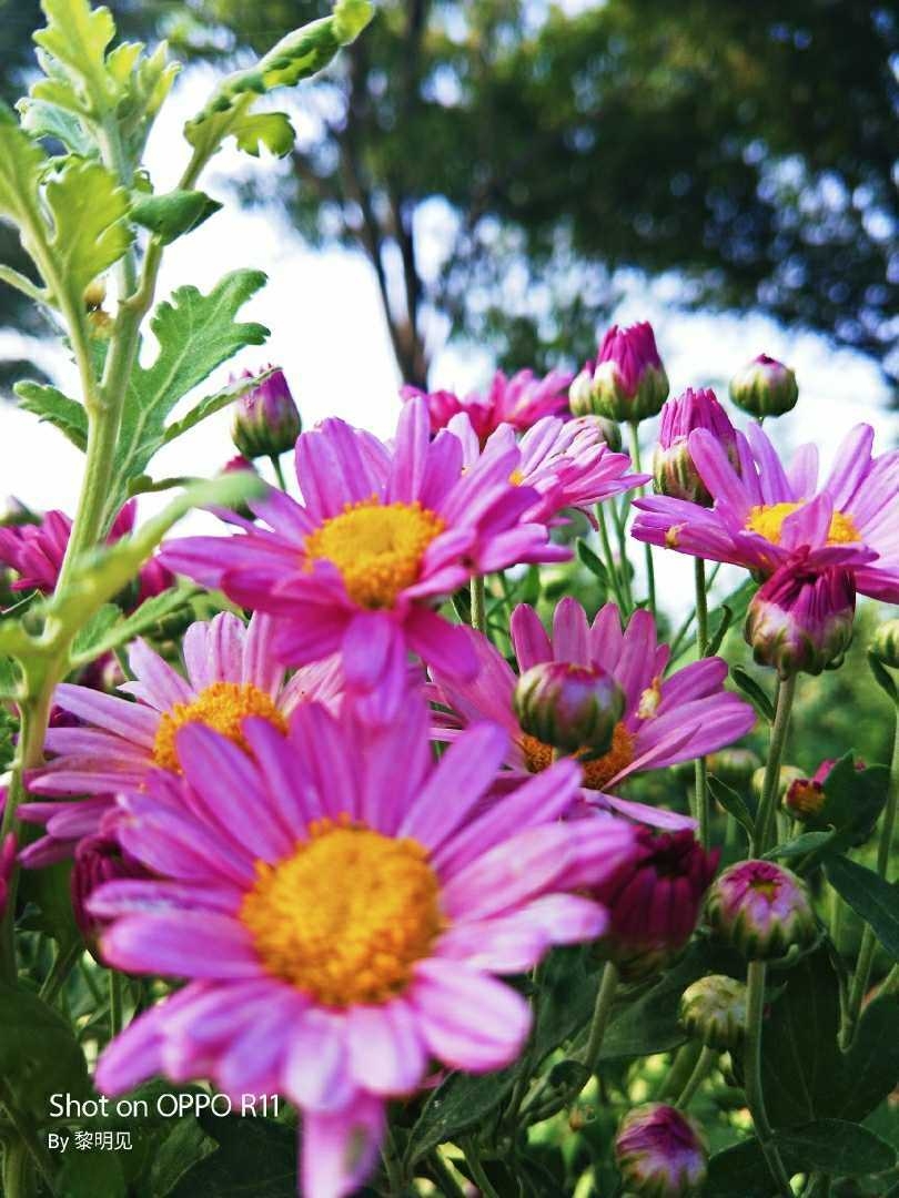 蓬蒿菊(蓬蒿菊花语)