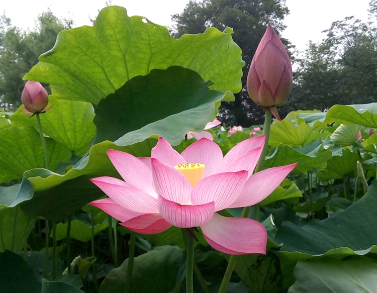 莲花荷花(荷花是不是莲花)