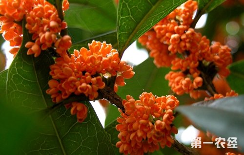 桂花品种(桂花泡茶禁忌)