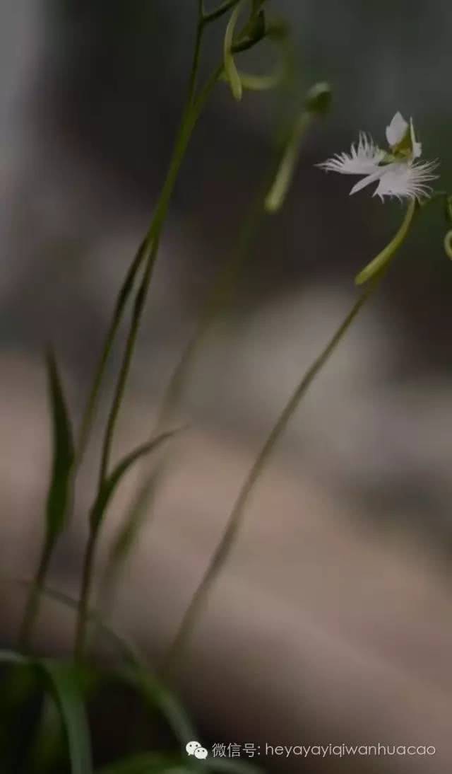 白露花(白露花怎么吃)