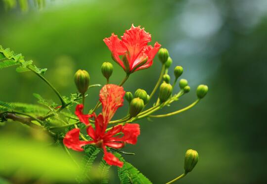 凤凰花花语(凤凰花图片)