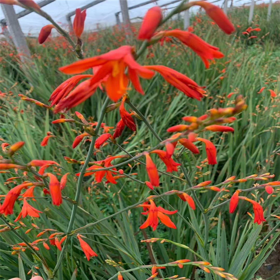 火星花(100种花的名字图片)