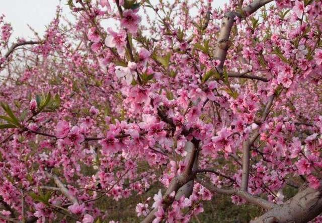 关于桃花的习性的信息