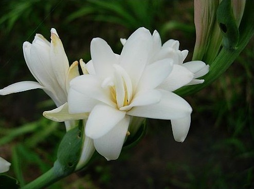 夜香花(夜香花和什么相克)