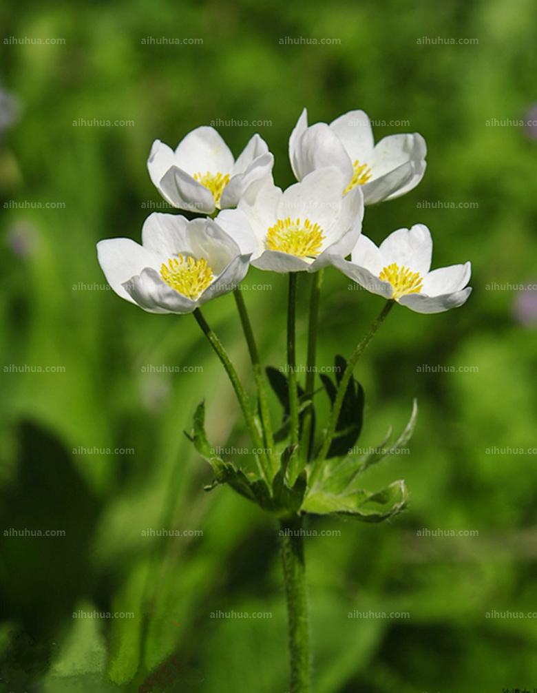 银莲花图片(飞燕草图片)