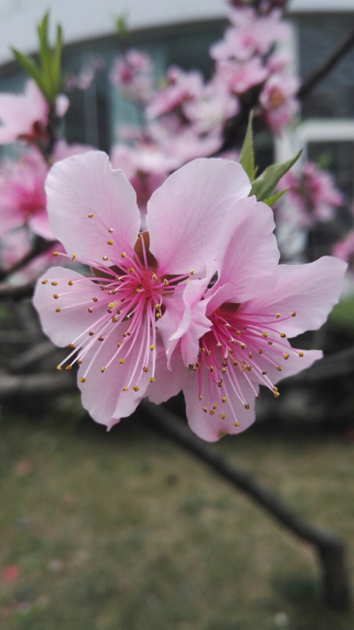 桃花的别名(桃花的别名叫什么名字)