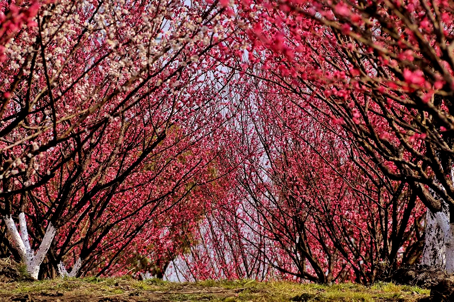 朱砂梅图片(朱砂梅花的图片)