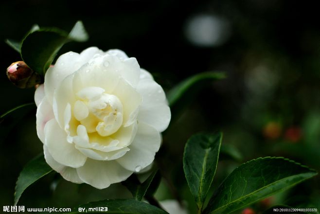 茶花花语(茶花寓意是什么意思)