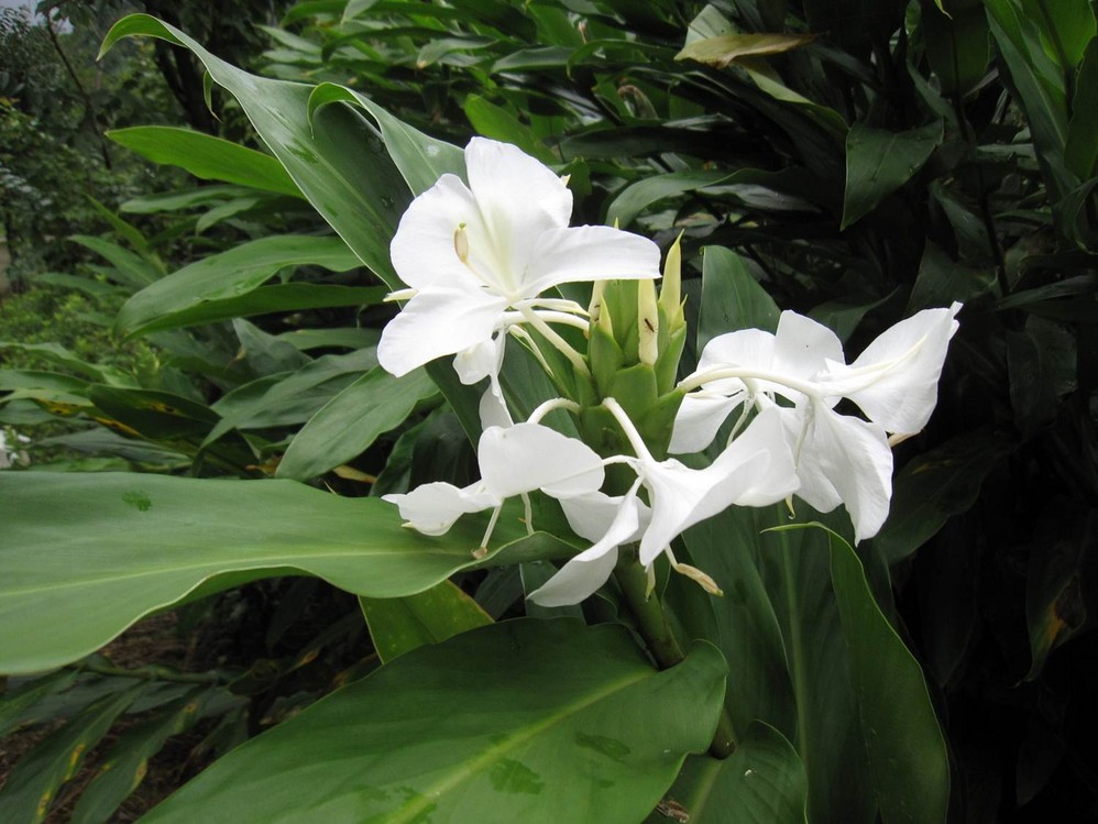 野姜花(生姜开花图片)