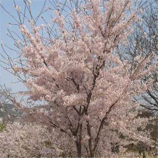 樱花种植(樱花树苗几年开花)