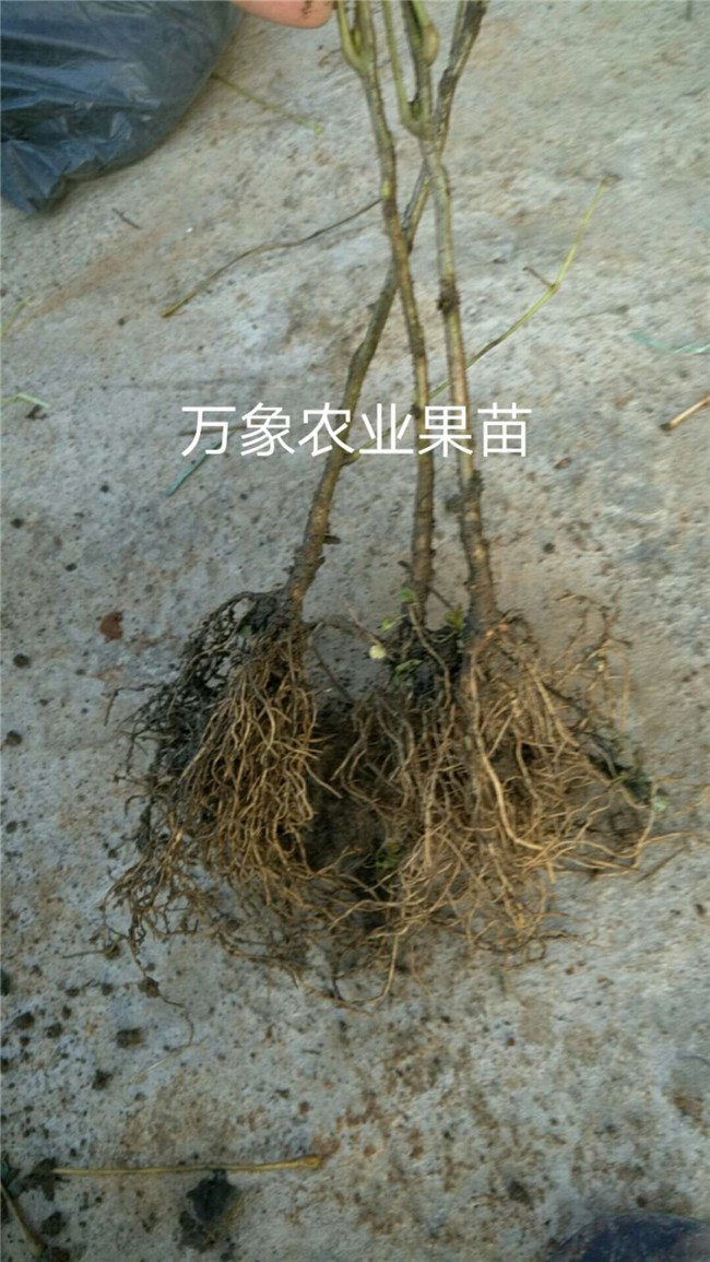 猫儿屎(猫儿屎果好吃么)