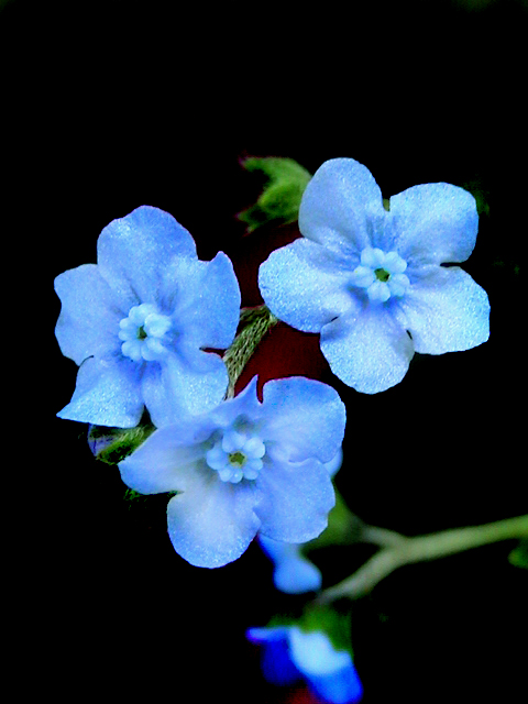 蓝色花(淡蓝色的花)