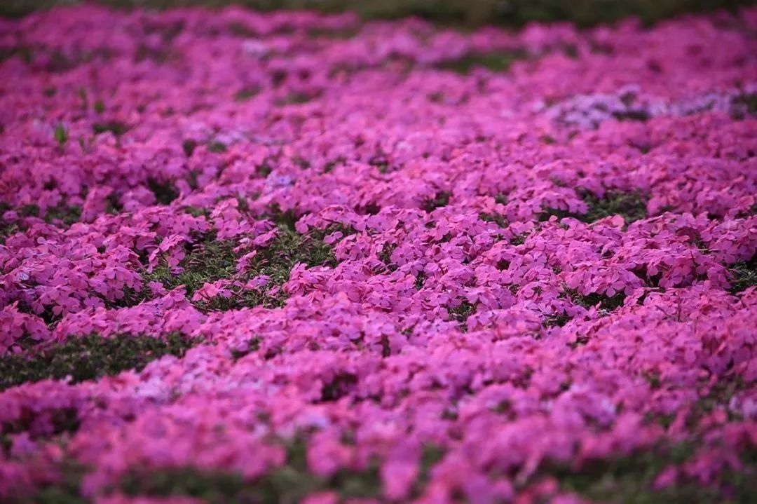 芝樱花(芝樱花是一次性的吗)