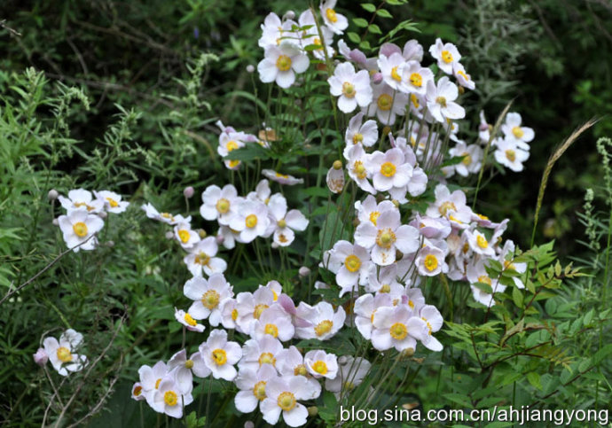 野棉花图片(棉花根熬水毒副作用)