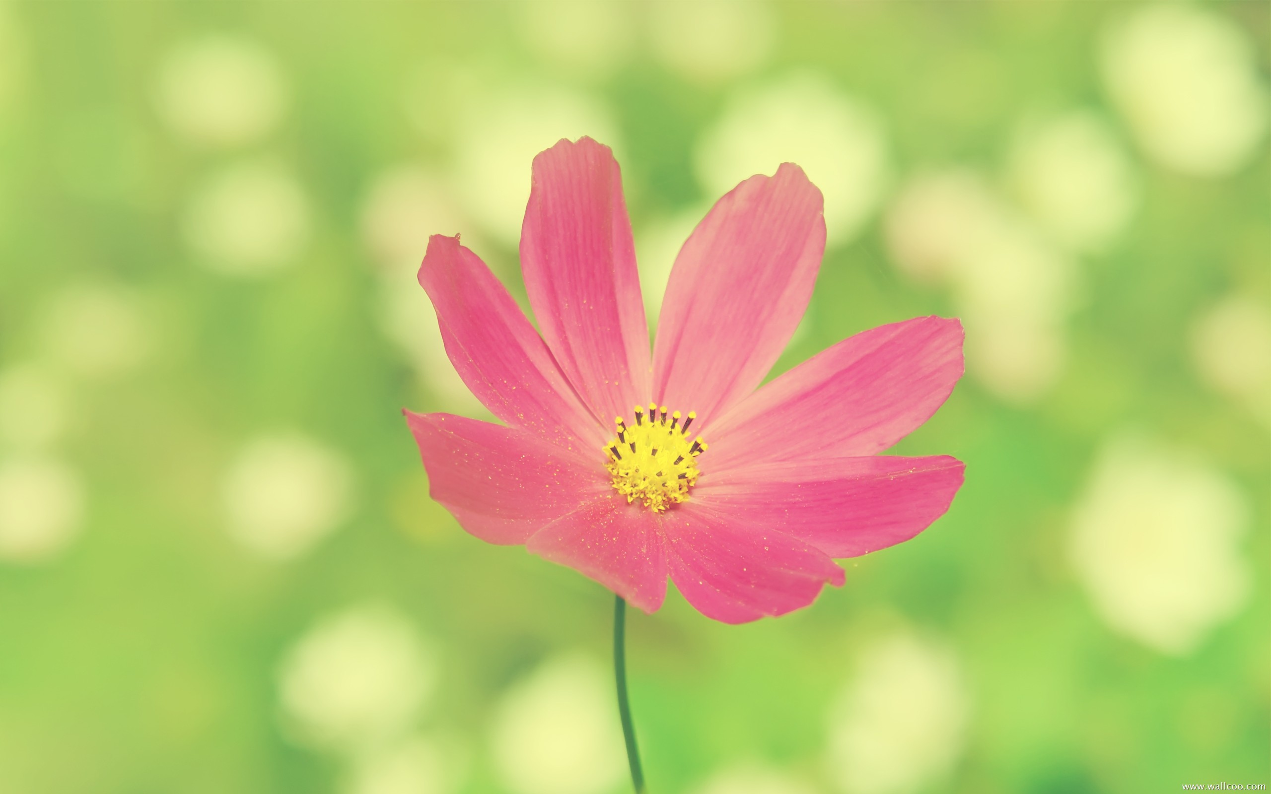 鲜花图片大全大图唯美(自然美丽鲜花图片大全)