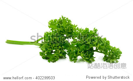 parsley(parsley有何寓意)