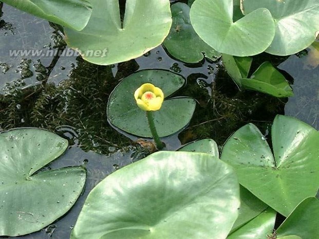 水生植物种类(常见水生植物大全)