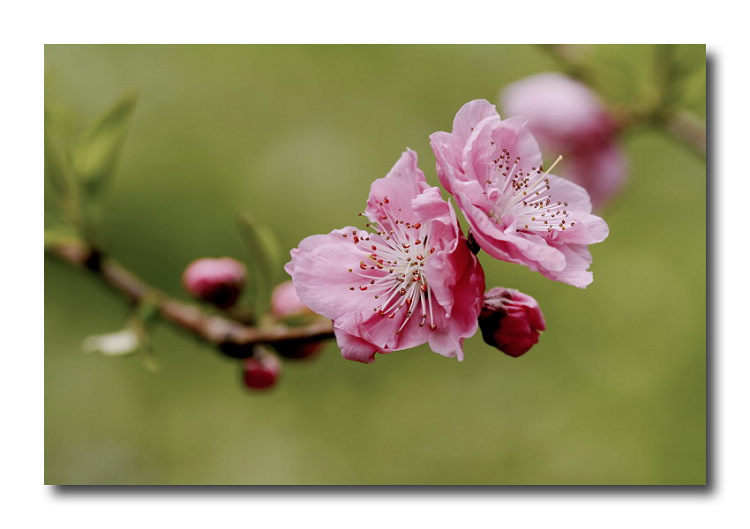 重瓣桃花(写意重瓣桃花作品图片)