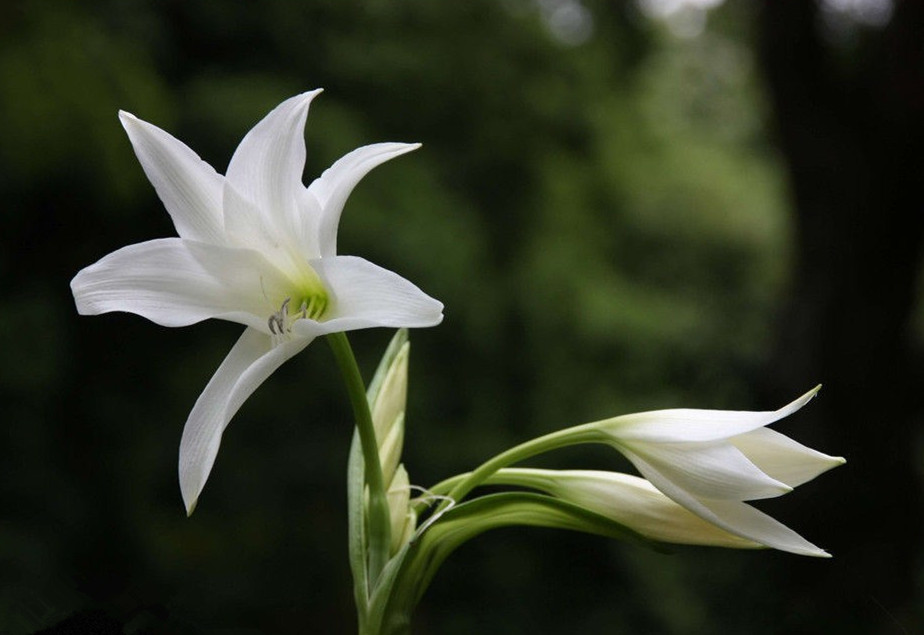 百合花的特点(百合花描述了)