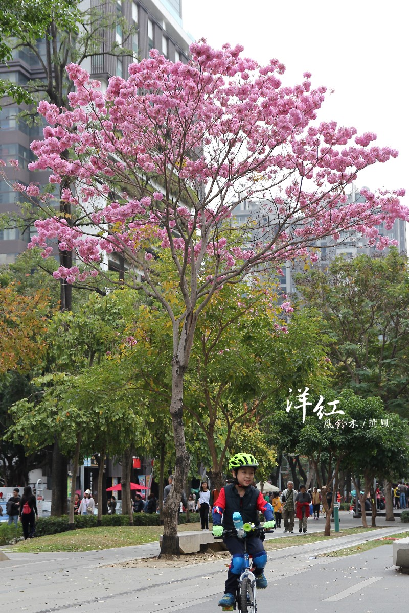 洋红风铃木(洋红风铃木花期)