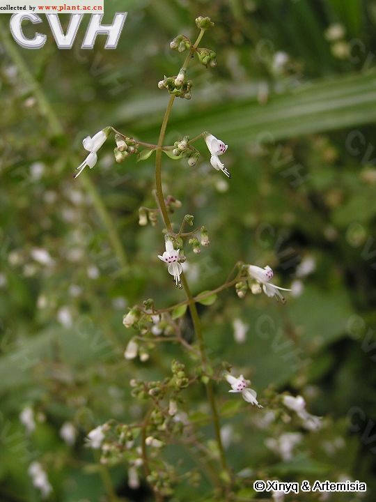 狭基线纹香茶菜(狭基线纹香茶菜败肾吗)