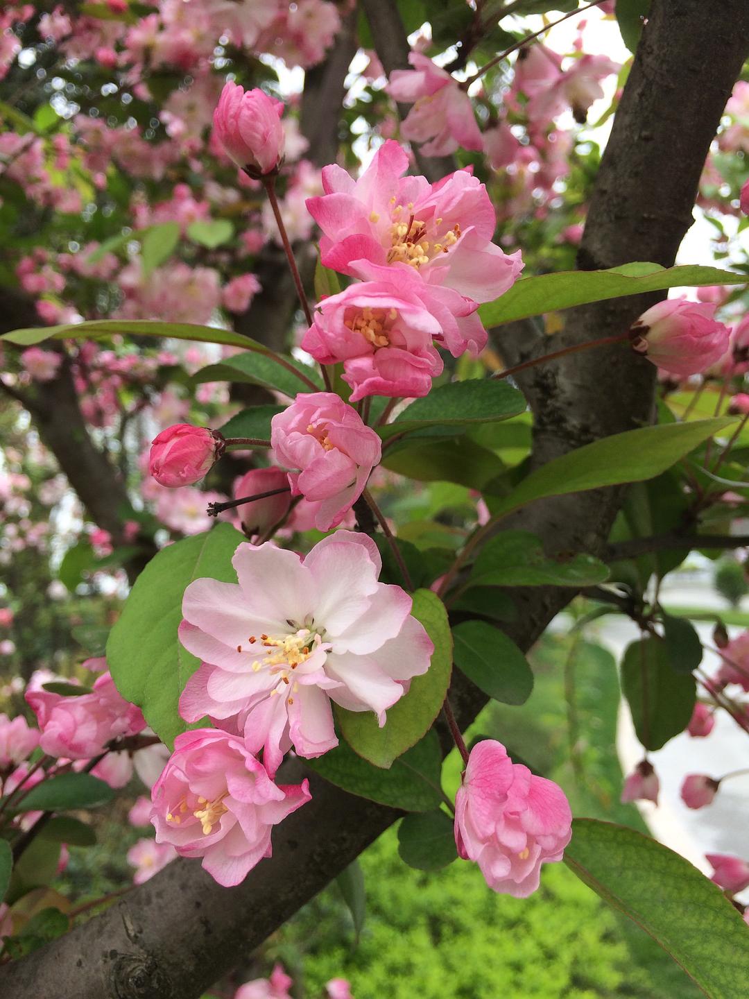 垂丝海棠简介(大叶垂丝海棠图片)