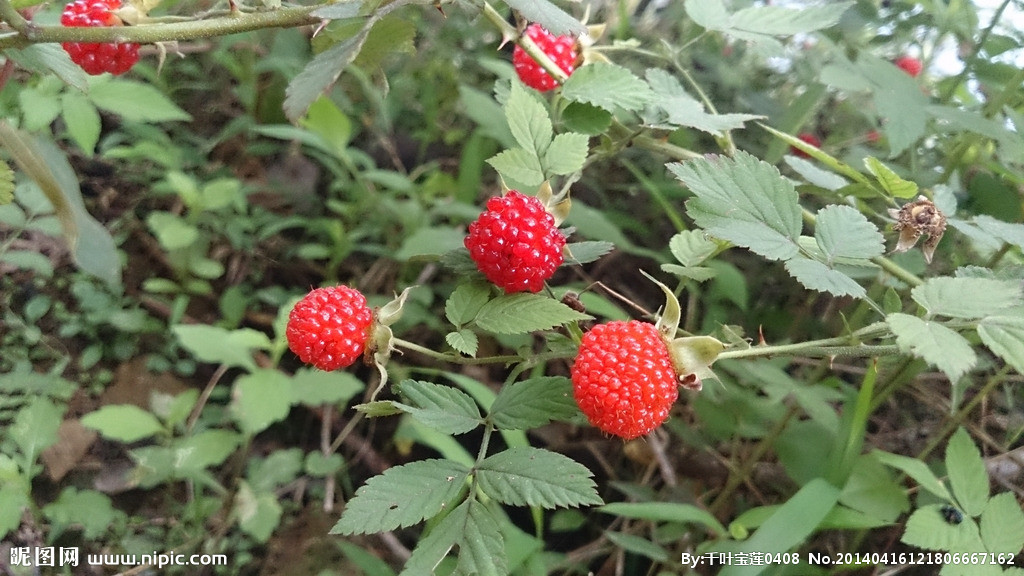 野草莓图片(野草莓学名叫什么)