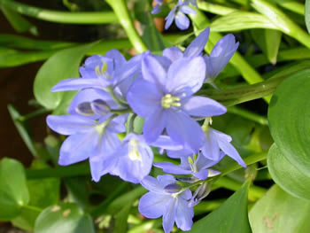 雨久花(海寿花)