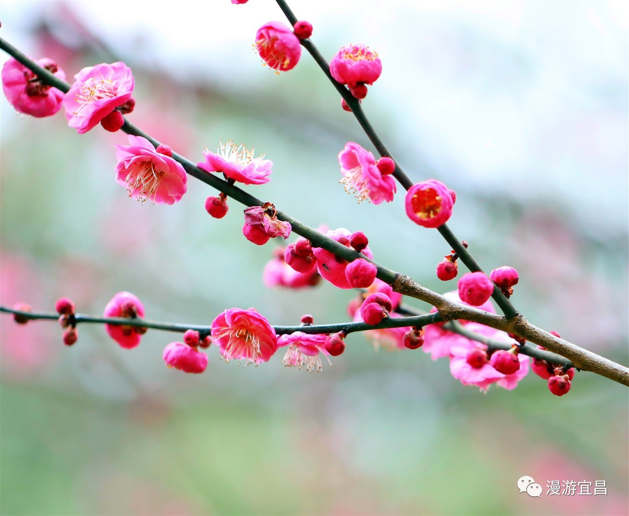 梅花的种类，梅花有多少种品种