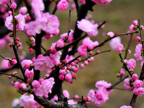 梅花的特点，形容梅花的词语