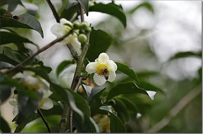 茶树花怎么养殖，杜鹃花怎么养家庭养法