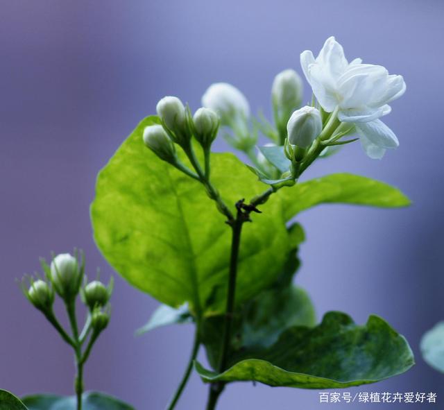 茉莉花的特点，茉莉花图片