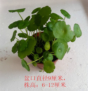 水生植物大全，池塘水生植物图片大全