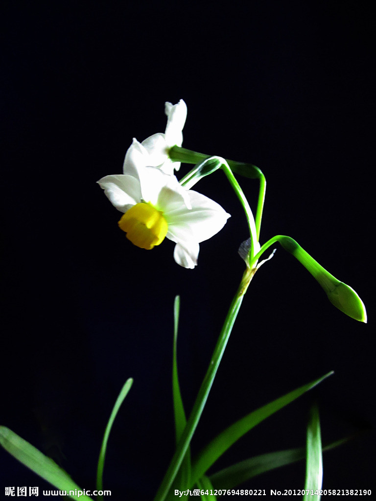 水仙花图片大全，君子兰图片