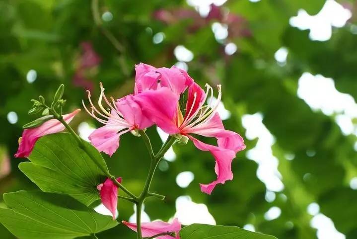 羊蹄甲花，白花羊蹄甲