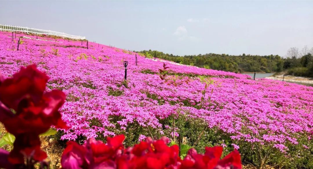 芝樱，芝樱小镇