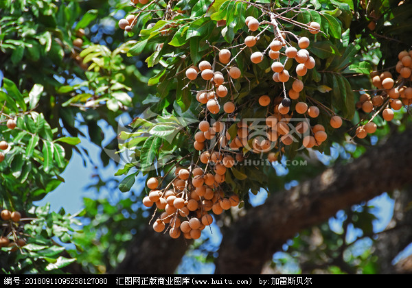 龙眼树图片，凤眼果树图片